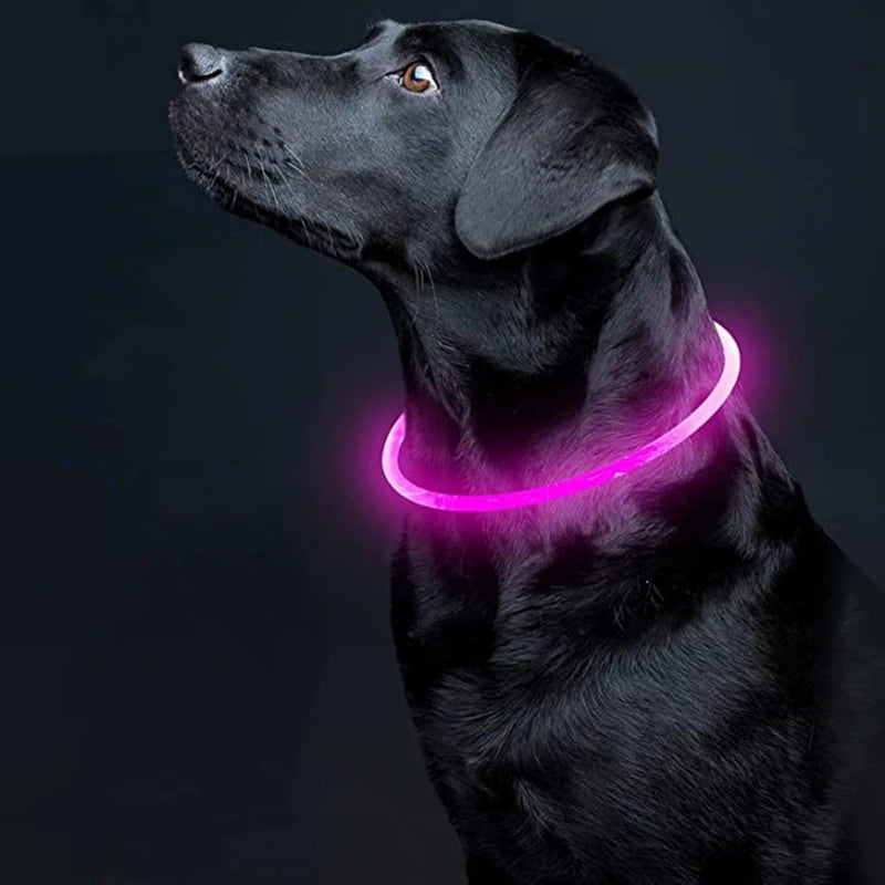 led dog