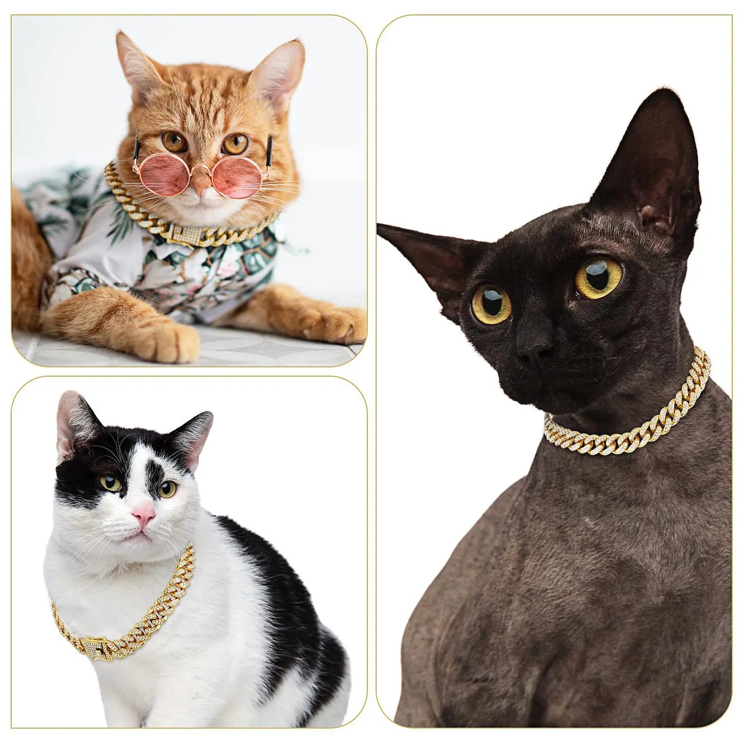 pets Accessories