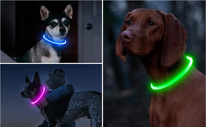 led dog