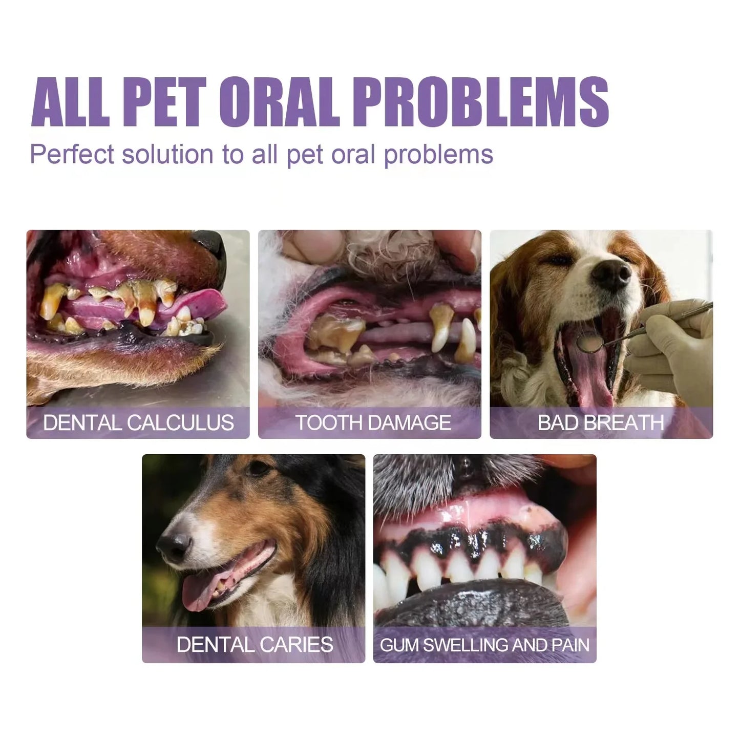 Pet teeth cleaning Tooth